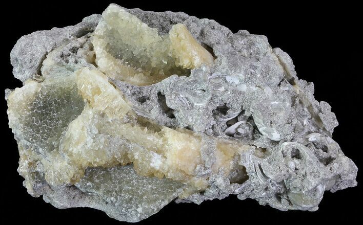 Partial Crystal Filled Fossil Whelk - Rucks Pit, FL #69075